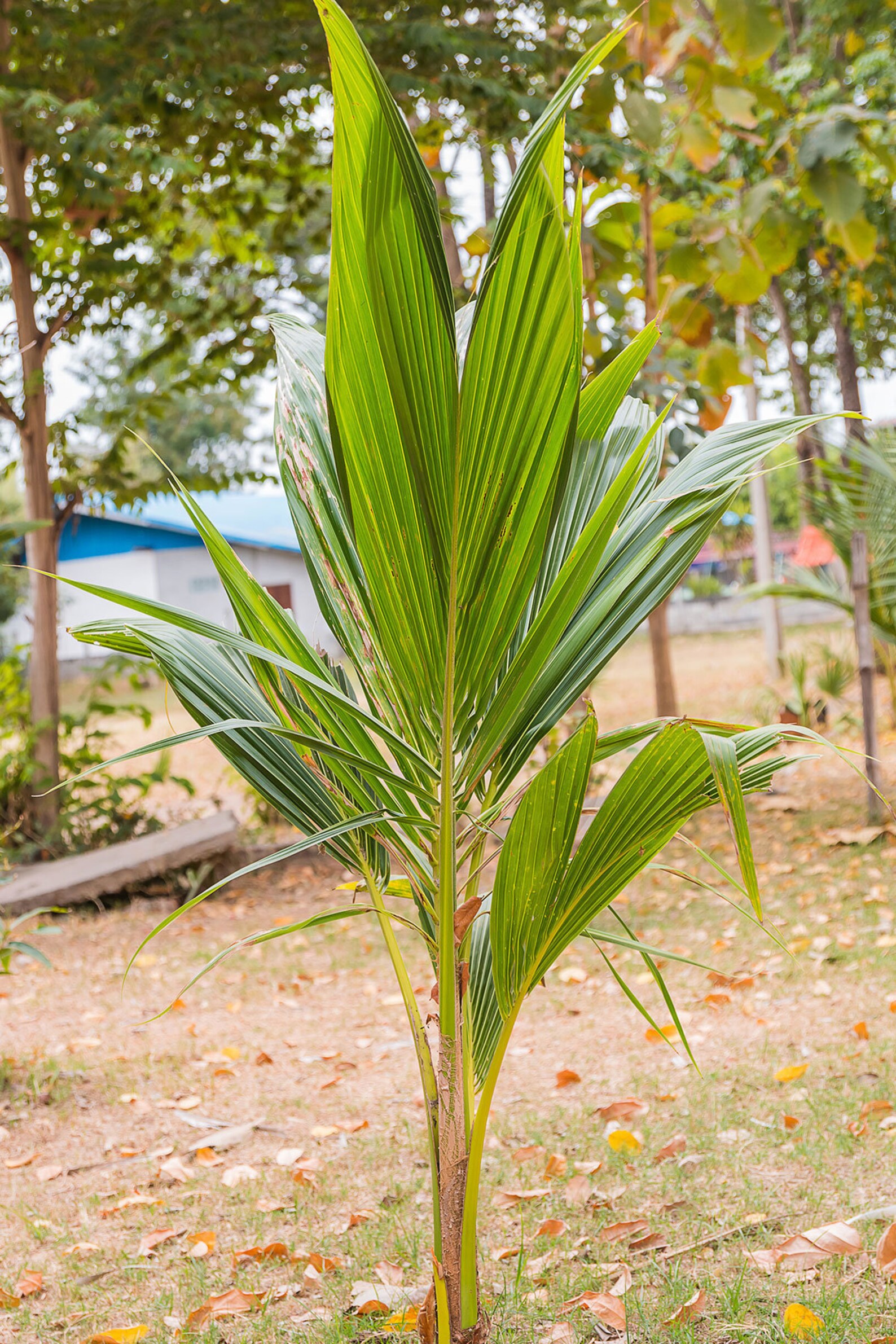 Coconut Tree Green Hawaiian Dwarf Malayan Excludes Ca Etsy