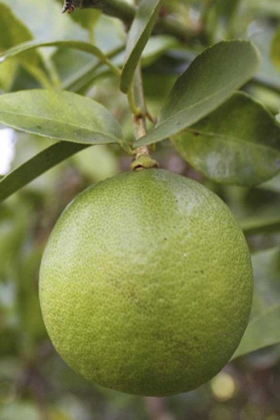 Fruit Trees That Grow Well In Louisiana Fruit Trees