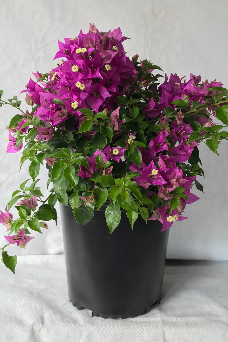 New River Purple Bougainvillea Plant Excludes CA AZ | Etsy