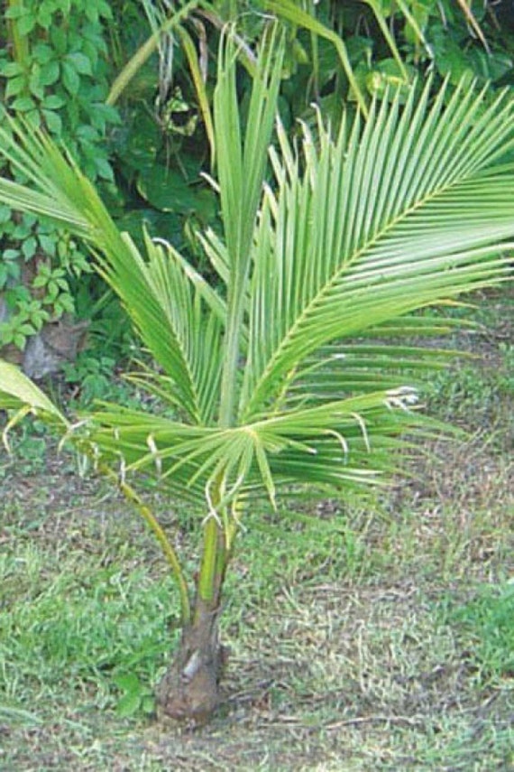 Coconut Tree Green Hawaiian Live Palm Dwarf Etsy