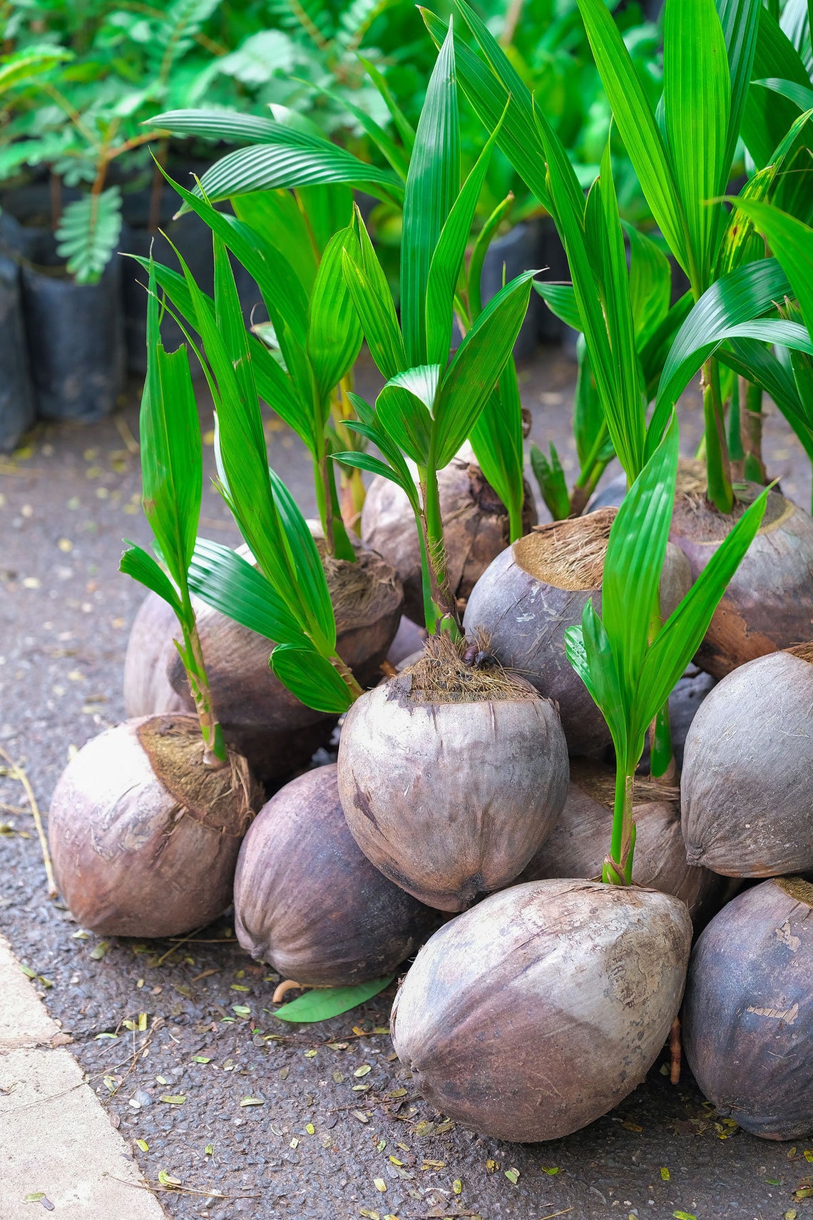 Baby Coconut Tree Green Hawaiian Live Seed Coconut Palm Etsy