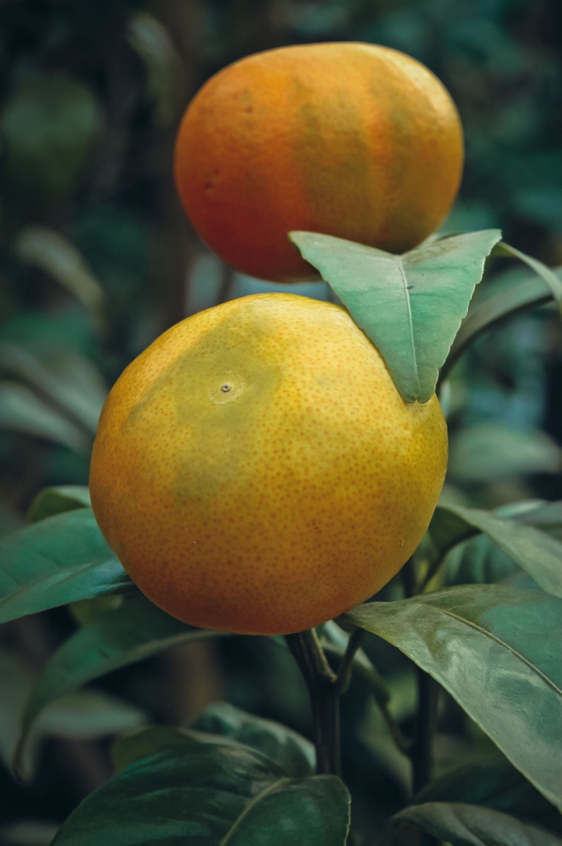 Murcott Honey Tangerine Tree Orange Hybrid Citrus Excludes Etsy