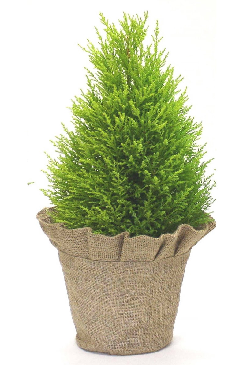 Lemon Cypress Tree Wilma Goldcrest Topiary In Skirted Burlap Etsy - image 0