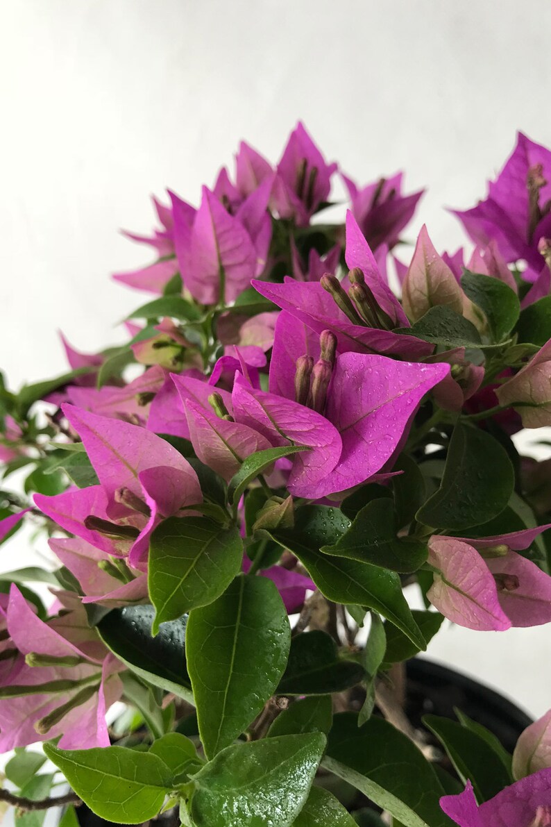 New River Purple Bougainvillea Plant Excludes CA AZ | Etsy
