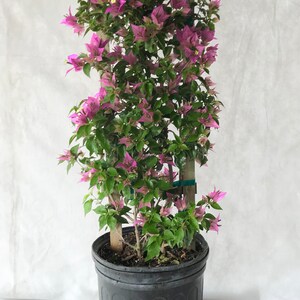 New River Purple Bougainvillea Plant Excludes CA AZ | Etsy