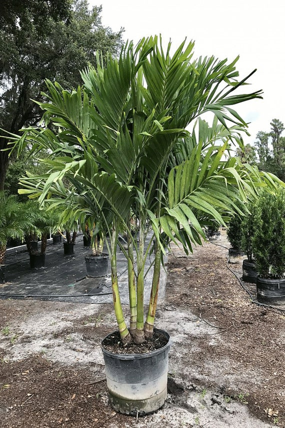 Christmas Palm Tree Triple Florida Only Size 30 Gallon Etsy