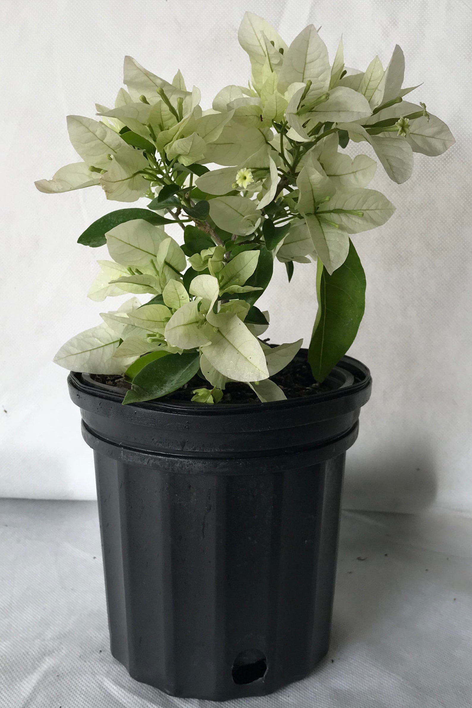 Mauna Kea White Bougainvillea Plant Excludes CA AZ Etsy