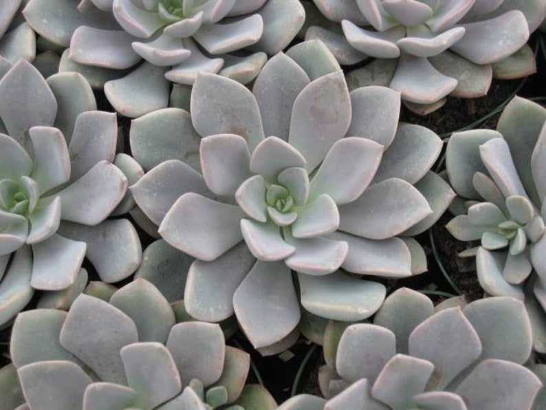 Echeveria Succulent Assortment, Excludes: AZ, AZ Grower/'s Select