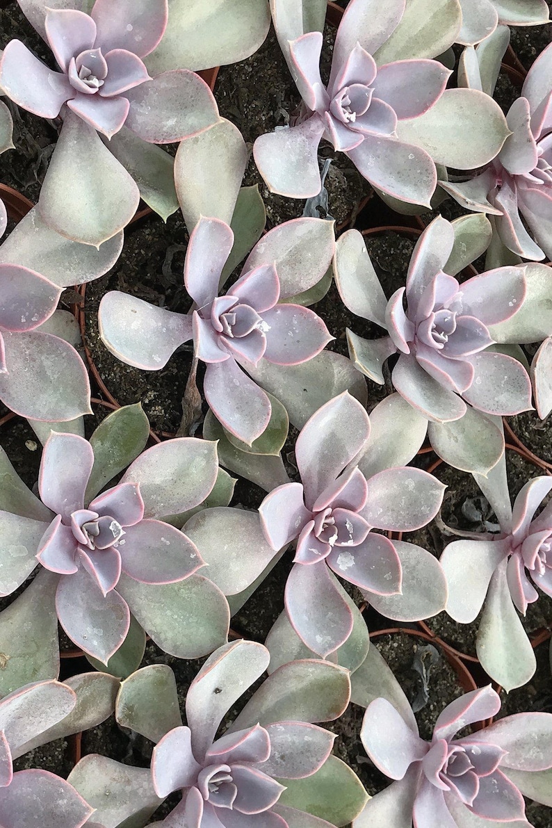 Echeveria Succulent Assortment, Excludes: AZ, AZ Grower/'s Select