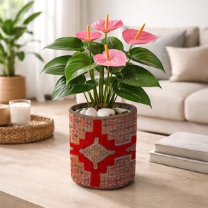 May include: A potted Anthurium plant with vibrant pink flowers and green leaves. The plant is in a decorative cylindrical pot with a red and patterned design. White stones top the soil. The plant sits on a wooden table.