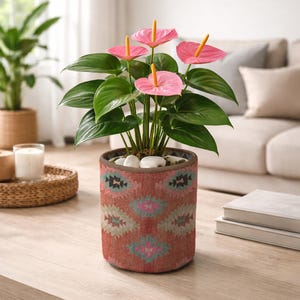 May include: A potted Anthurium plant with vibrant pink flowers and green leaves. The plant is in a cylindrical pot with a red, teal, and gray geometric pattern. White stones top the soil. The pot sits on a wooden table.