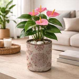 May include: A potted Anthurium plant with vibrant pink flowers and green leaves. The plant is in a cylindrical pot with a beige and red floral pattern. White stones top the soil. The pot is on a wooden table.