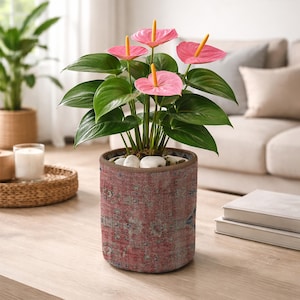 May include: Anthurium plant in a patterned pot. The plant has pink flowers and green leaves. The pot has a red and blue design and sits on a wooden table. The soil is topped with white stones.