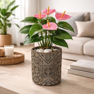 May include: A potted anthurium plant with vibrant pink flowers and green leaves. The plant is in a decorative cylindrical pot with a beige and brown patterned design. White stones top the soil. The plant sits on a wooden table.