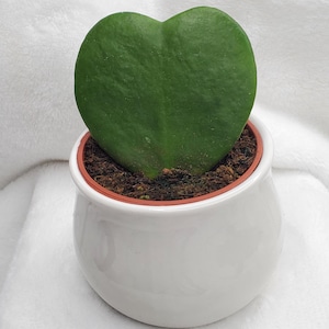 Hoya Kerrii Plant Live | Hoya Plant Kerrii Heart | FREE Personalization | Pet Safe Houseplants  | Stylish Ceramic Pot with Bamboo Tray