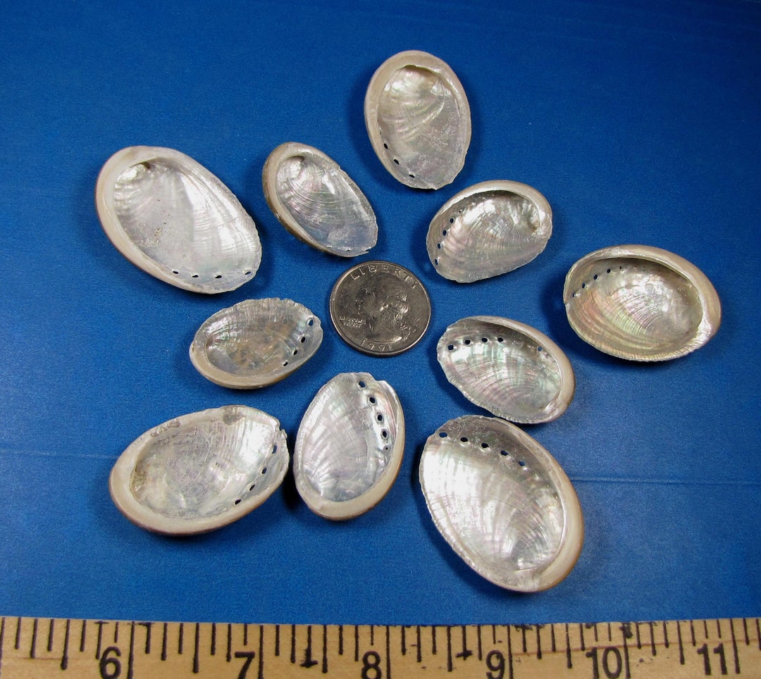 Baby Abalone Seashells 10 1 2iridescent Inner Ruff Outer jewelry