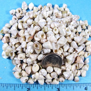 Tiny Venetian Pearl Seashells- snail, top,trochus  shells-1/4"(2"x 3" bag) fillers, crafts
