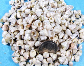 Tiny Venetian Pearl Seashells- snail, top,trochus  shells-1/4"(2"x 3" bag)