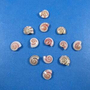 May include: A collection of eleven small, flat, spiral-shaped seashells arranged in a diamond pattern. Each shell features a distinct circular pattern with shades of white, tan, and reddish-brown, showcasing a natural coiled structure and smooth surface.