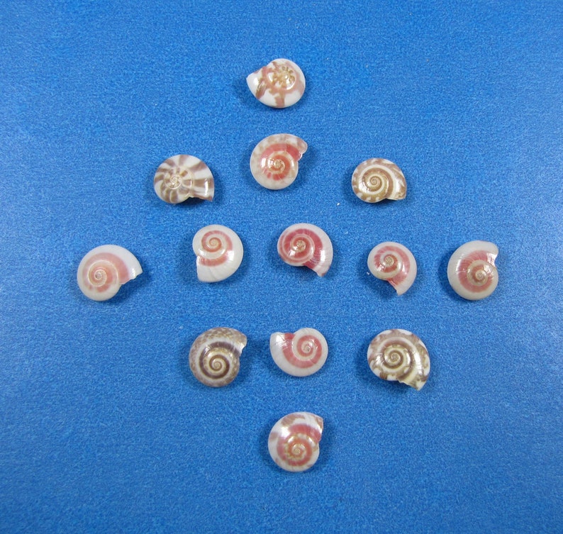 May include: A collection of eleven small, flat, spiral-shaped seashells arranged in a diamond pattern. Each shell features a distinct circular pattern with shades of white, tan, and reddish-brown, showcasing a natural coiled structure and smooth surface.