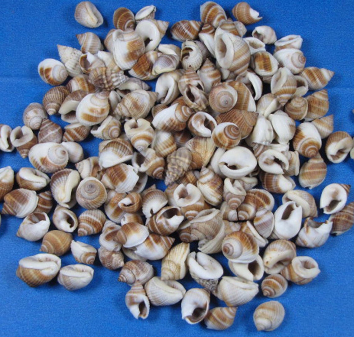 100 Common Nutmeg Seashells 3/8 5/8washed - Etsy
