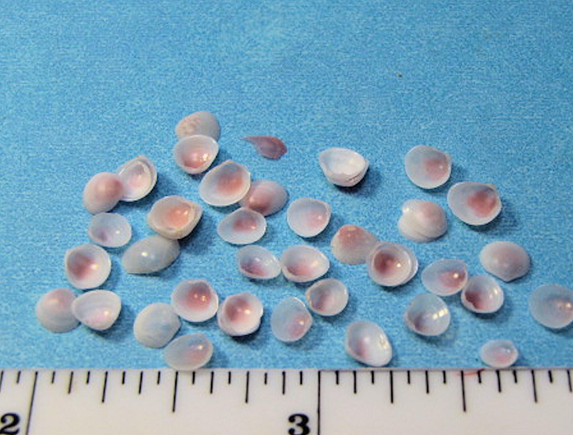 Tiny Apple Blossom Seashells 100 Hand Selected 2 Sizes - Etsy
