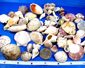 Florida Beach Seashell Mix- 1 cup small shells under 2"- all natural, crafts, aquariums