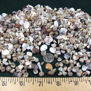 Tiny Shell Mix, Craft Seashells, Beach Decor, Aquarium Shells, no dyed,1/4"-3/4"