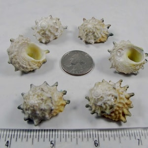 Astraea Calcar Spurred turban sea snail- 1&quot; (10) Small seashell, hand selected. Beach decor, Crafts, art, aquarium