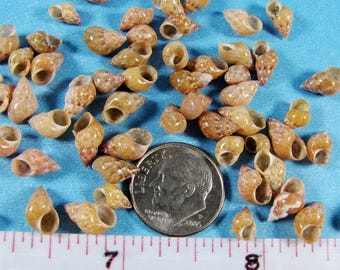 Philippine Melissa Snail Shells, Tiny Craft Seashells (60+)