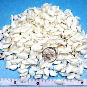 White Coquina 1/2" clam seashells 1/4 cup 500+ craft shells,sailors valentines, jewelry
