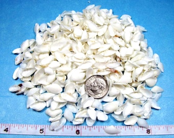 White Coquina 1/2" clam seashells 1/4 cup 500+ craft shells,sailors valentines, jewelry