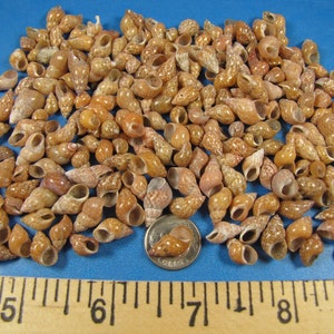 Philippine Melissa seashells 1/4&quot; cup = 200 shells- washed, sorted-sailors valentines, jewelry, shell art, small shells, tiny shells, crafts