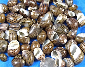 Nerita Snail Shells, Striped Brown Columbella, Beach Decor, Aquarium, Hermit Crabs, Crafts (50+)