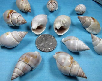 Brown Marginella Seashells (12)  1"- 1 1/2" Hand Selected Craft Shells, aquarium,
