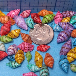 May include: A collection of colorful, small, spiral-shaped seashells with brown and white markings. The shells are arranged in a circle around a US dime coin.