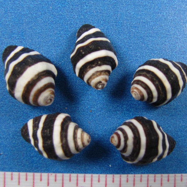 Beehive seashells 1/2"-3/4" (12)  black-white bumble bee shells, sailors valentines, jewelry, shell art, small shells, tiny shells, crafts