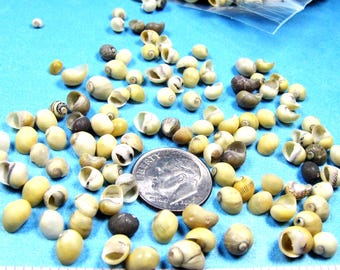 Tiny yellow-green snail littorina shells (1/8"-1/4") 2 sizes-choice, mongo seashells, crafts, fillers