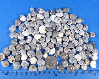 Gray Umbonium Button Seashells, 1/2 cup +=400+   tiny beach craft, aquarium, fillers