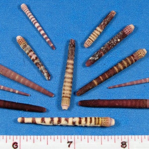 Tiger Urchin spines 1"- 2" (12) Shell art, beach decor, purple urchin spines, striped urchin spines, nautical jewelry, embelishments, crafts