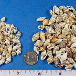 Tiny mixed nassa snail shells (3/8&quot;-5/8&quot;) 2 sizes-your choice-washed, sorted- beach decor, fillers, kid&#39;s crafts, fairy gardens, terrariums