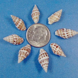 Spotted Nassa- Crow Dot Craft Shells (2&quot;x 3&quot; bag) 3/8-5/8&quot; brown/wnite snail- shell arts, crafts, jewelry, vase fillers, ornaments,aquariums