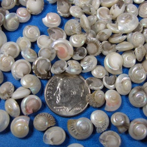 Mini Pearled Umbonium Seashells 1/4" (50+) hand selected tiny button shells, sailors valentines, jewelry, fillers,crafts, art, beach decor