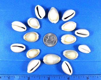 Ring top cowrie 1/2"- 1"  50+ snail shells, shell craft, fillers, aquariums,  jewelry
