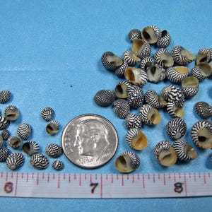 Mini Zebra Nerite Seashells, black/white snail shells, 2 sizes (1/8&quot;-3/8&quot;) hand selected, jewelry, mosaics, resin, embellishments, micro art