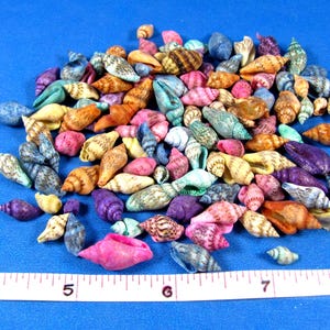 Tiny dyed nassa seashells 3/8"- 5/8" colorful mini craft shells, beach decor