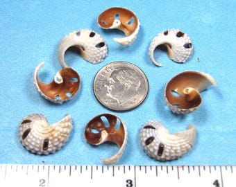 Tiny Cut Seashells  (8)  1/2" x 5/8" vintage mini sailor's valentines, jewelry