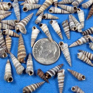 Striped Cerinth (Rhinoclavis) Seashells (2&quot;x3&quot;  bag) 1/4&quot;- 3/4&quot;  sailors valentines, shell art, crafts, beach decor, fillers