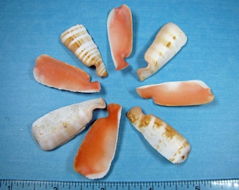 Lip Cut Strawberry Strombus Seashell-20+ hand selected, 1 1/2"-2 1/2"  jewelry, craft supply