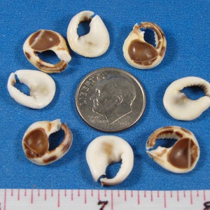 May include: Eight small white and brown seashells with a hole in the center, arranged in a circle around a US dime coin. The shells are about the size of a dime.